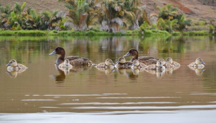 Фонд охраны видов