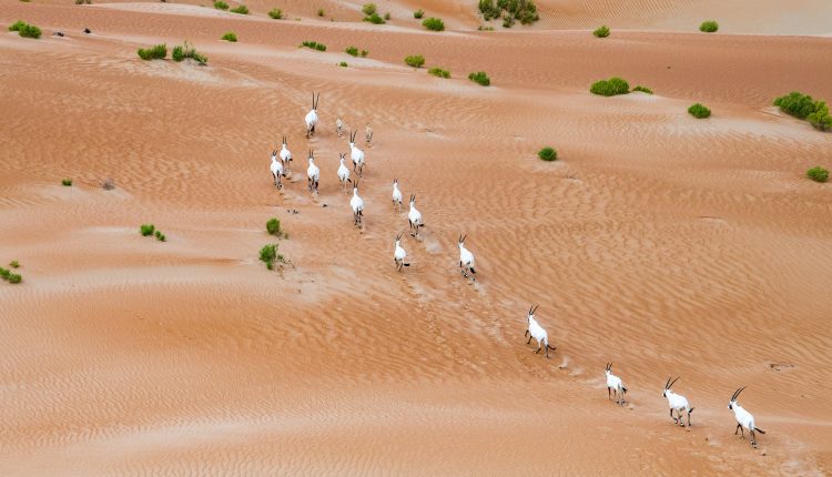 60 арабских ориксов