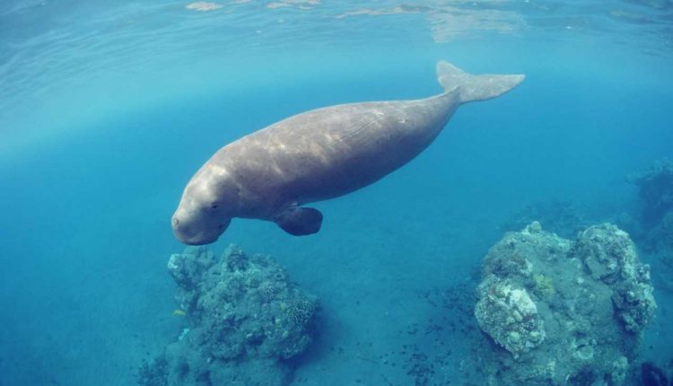 EAD получает награду «За выдающийся вклад в глобальное биоразнообразие 2020»